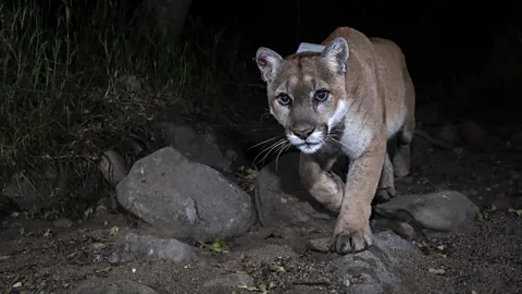Miguel Ordeñana Mountain lions are routinely struck and killed by traffic in California (Credit: Miguel Ordeñana)