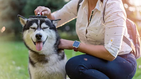 Getty Images Regular brushing to prevent matting and fur build up is a great way to help keep dogs cool (Credit: Getty Images)