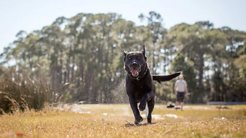 Getty Images When temperatures rise, dogs can suffer heat injuries, especially if their physical fitness is down (Credit: Getty Images)