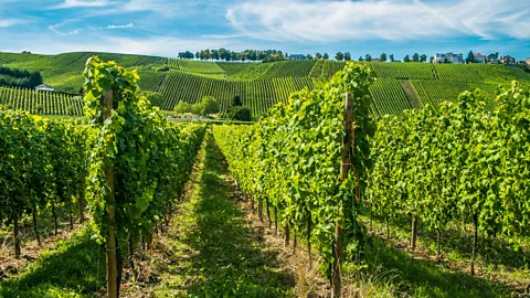 Alamy Remich is the heart of Luxembourg's wine-growing region (Credit: Alamy)
