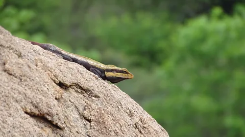 Chandrashekar Anegundi Birds, lizards and other animals have taken over the ancient site (Credit: Chandrashekar Anegundi)