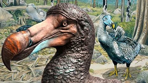 BBC/ Karen Fawcett/ Julian Pender Hume A collage shows a dodo head from Karen Fawcett's model in the foreground and a depiction of the dodo by Julian Hume in its native Mauritius in the background (Credit: BBC/ Karen Fawcett/ Julian Pender Hume)