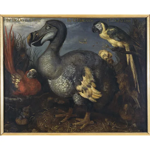 The Trustees of the Natural History Museum, London Roelant Savery's famous 'Edward's dodo' has been criticised for not being an accurate depiction of a real living dodo (Credit: The Trustees of the Natural History Museum, London)