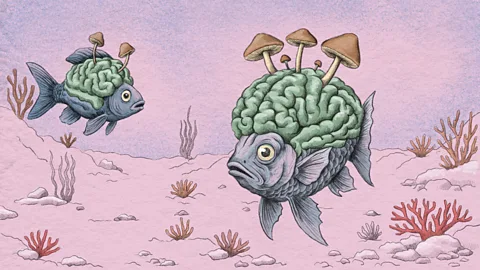 Emmanuel Lafont Bacteria have been seen to invade fish brains, strengthening the idea that microbes can enter the brains of other animals too (Credit: Emmanuel Lafont)