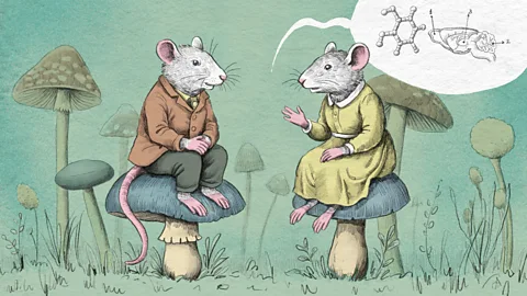 Emannuel Lafont Mice with more fungi in their gut were found to be more sociable (Credit: Emannuel Lafont)