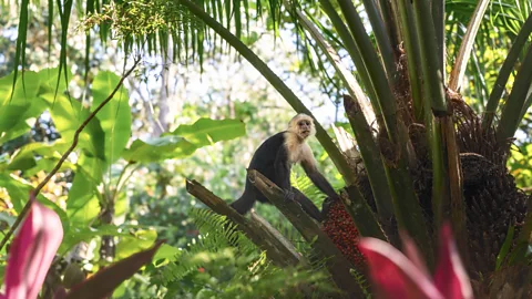 Getty Images White-faced capuchins are one of four monkey species found in Corcovado National Park (Credit: Getty Images)