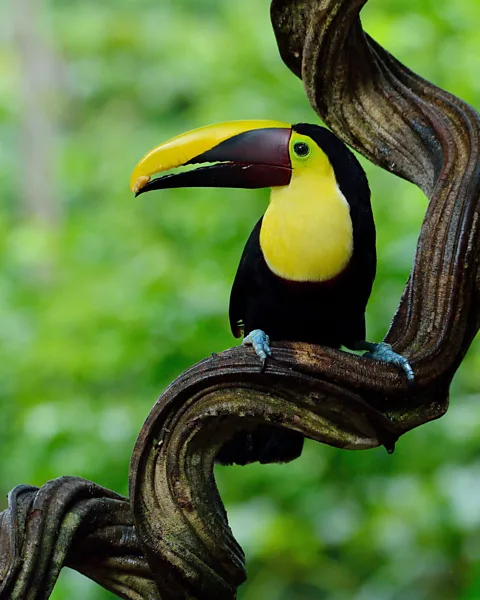Alamy The park is considered one of the most important habitats for avian biodiversity in Central America (Credit: Alamy)