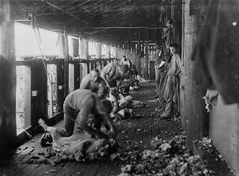 A photograph of a sheep shearing shed at Yandilla Station, Queensland, Australia, c. 1894.
