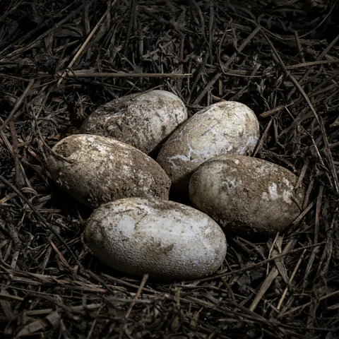 Giacomo d' Orlando Philippine crocodile eggs are about 6-7cm (2.3-2.8in) long, and they are incubated for up to 85 days before hatching (Credit: Giacomo d' Orlando)