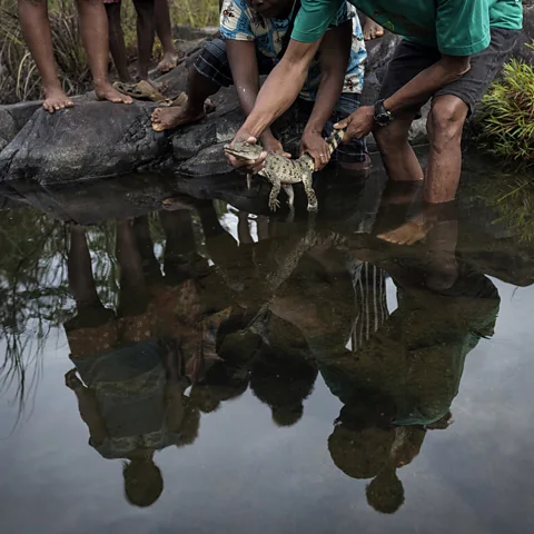 Giacomo d' Orlando Community members of Dunoy release a head-started juvenile back into its natural habitat (Credit: Giacomo d' Orlando)