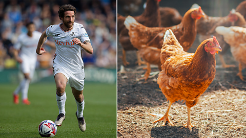 A split screen image showing footballer Joe Allen, and a group of hens