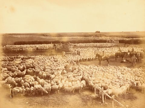 A photograph of a sheep farm near Christchurch, New Zealand, 1880s.