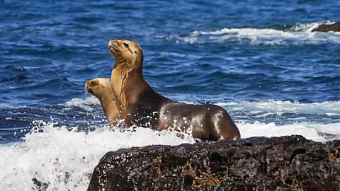 Rewilding Argentina Two sea lions on rocky outcrop with waves crashing around them (Credit: Rewilding Argentina)