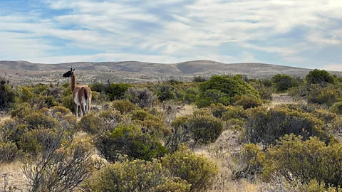 Megan Frye Guanacos are among the species now protected within the 3.1-million-hectare provincial park (Credit: Megan Frye)