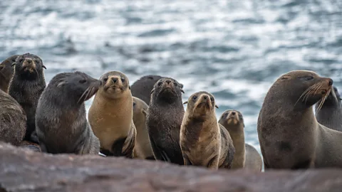 Rewilding Argentina The park's protected waters provide critical habitat for South American sea lions, one of several marine species thriving here (Credit: Rewilding Argentina)