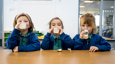 Three young girls in a classroom drink from cartons of milk.