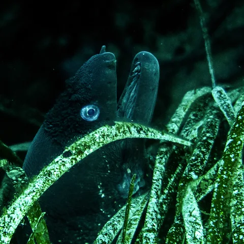 Các đồng cỏ Posidonia sống là môi trường màu mỡ cho đời sống biển (Credit: Getty Images)