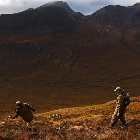 Getty Images Research shows that efficient hunters are better for venison's overall climate impact (Credit: Getty Images)