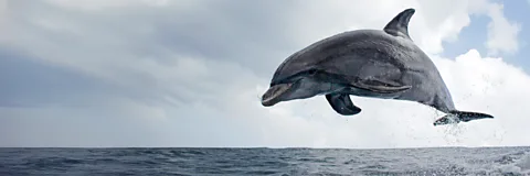 Dolphins: Spy in the Pod