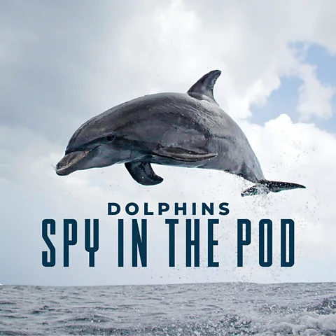 Dolphins: Spy in the Pod