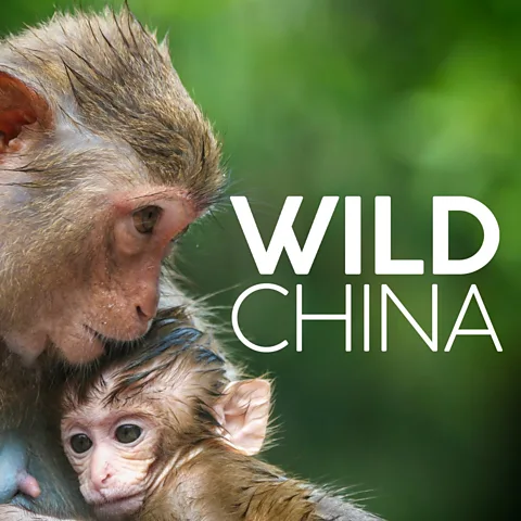 Wild China