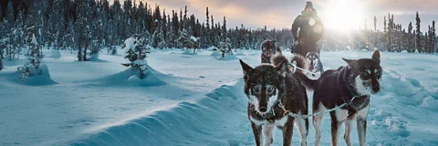 Snow Dogs: Into the Wild
