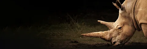 Search for the Last Unicorn