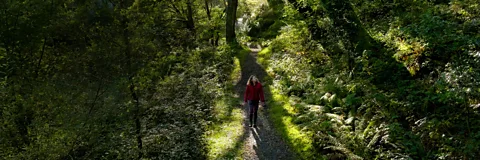 The Secret Life of Trees