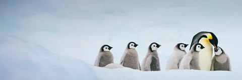 Penguins: Spy in the Huddle