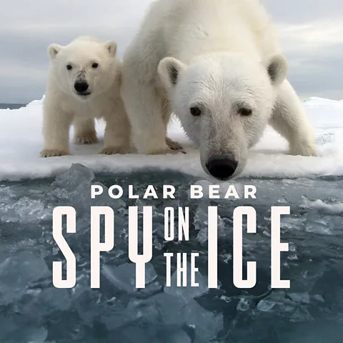 Polar Bear: Spy on the Ice