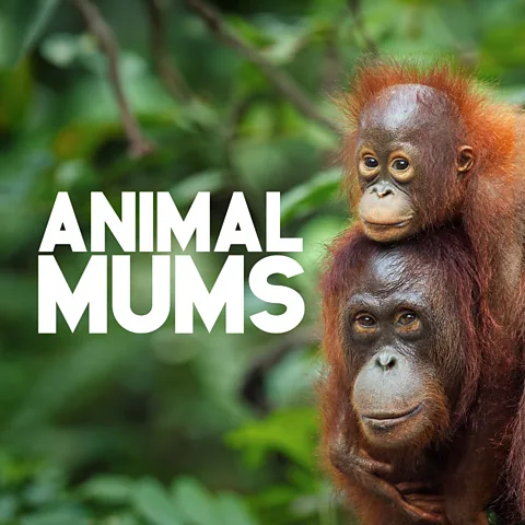 Animal Mums