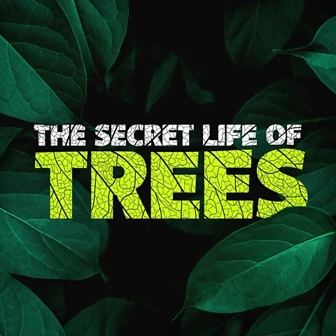 The Secret Life of Trees