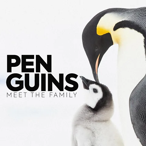 Penguins: Meet the Family