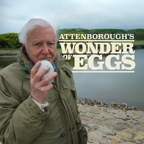 Attenborough's Wonder of Eggs