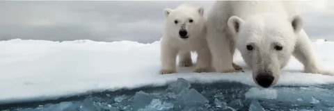 Polar Bear: Spy on the Ice