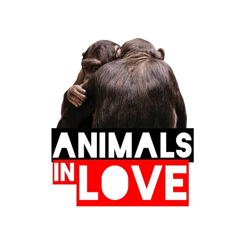 Animals in Love