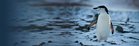 Penguins: Meet the Family