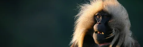 Great Rift: Africa's Wild Heart