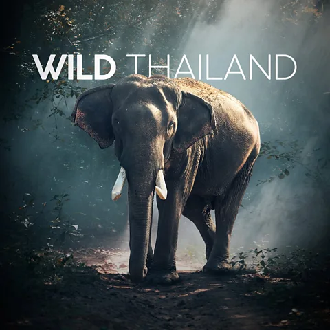Wild Thailand