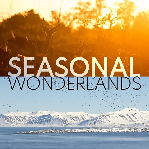 Seasonal Wonderlands