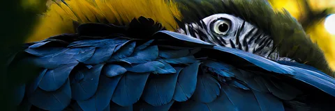 Wild Brazil: The Land of Fire and Blood