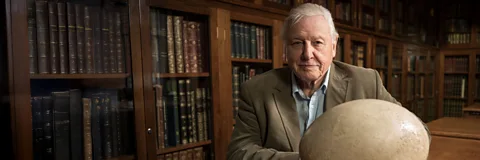 Attenborough's Big Birds