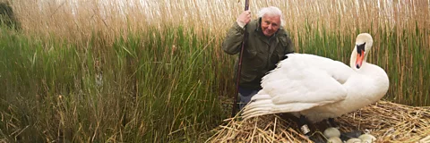 Attenborough's Wonder of Eggs