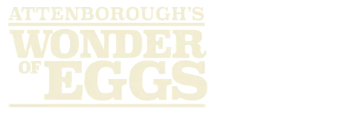 Attenborough's Wonder of Eggs