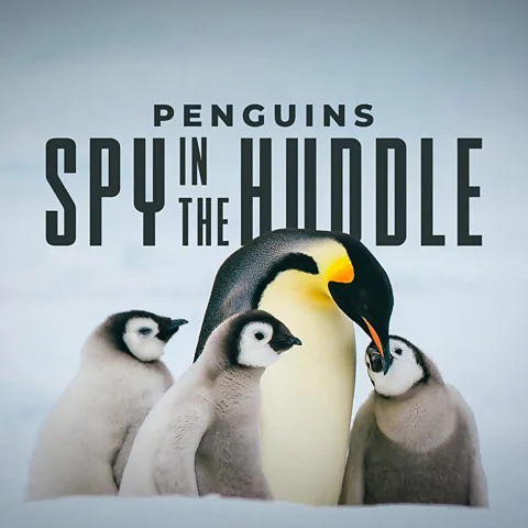 Penguins: Spy in the Huddle