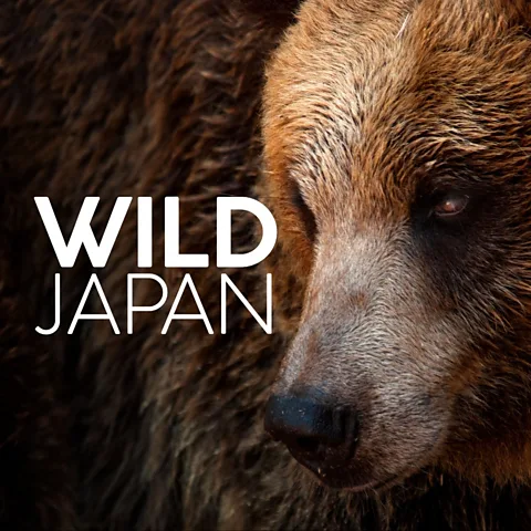 Wild Japan