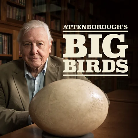Attenborough's Big Birds