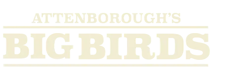 Attenborough's Big Birds