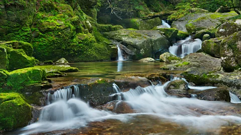 Alamy Yakushima is a rare and enchanting landscape that inspired Princess Mononoke (Credit: Alamy)
