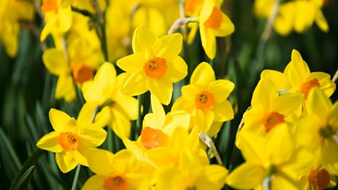 A close up of several yellow daffodils with orange centres